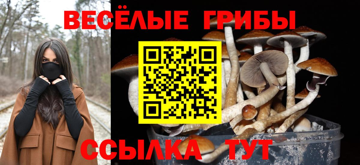 Зеленокумск  купить  сайты  Вход с VPN  Псилоцибиновые грибы GOLDEN TEACHER 